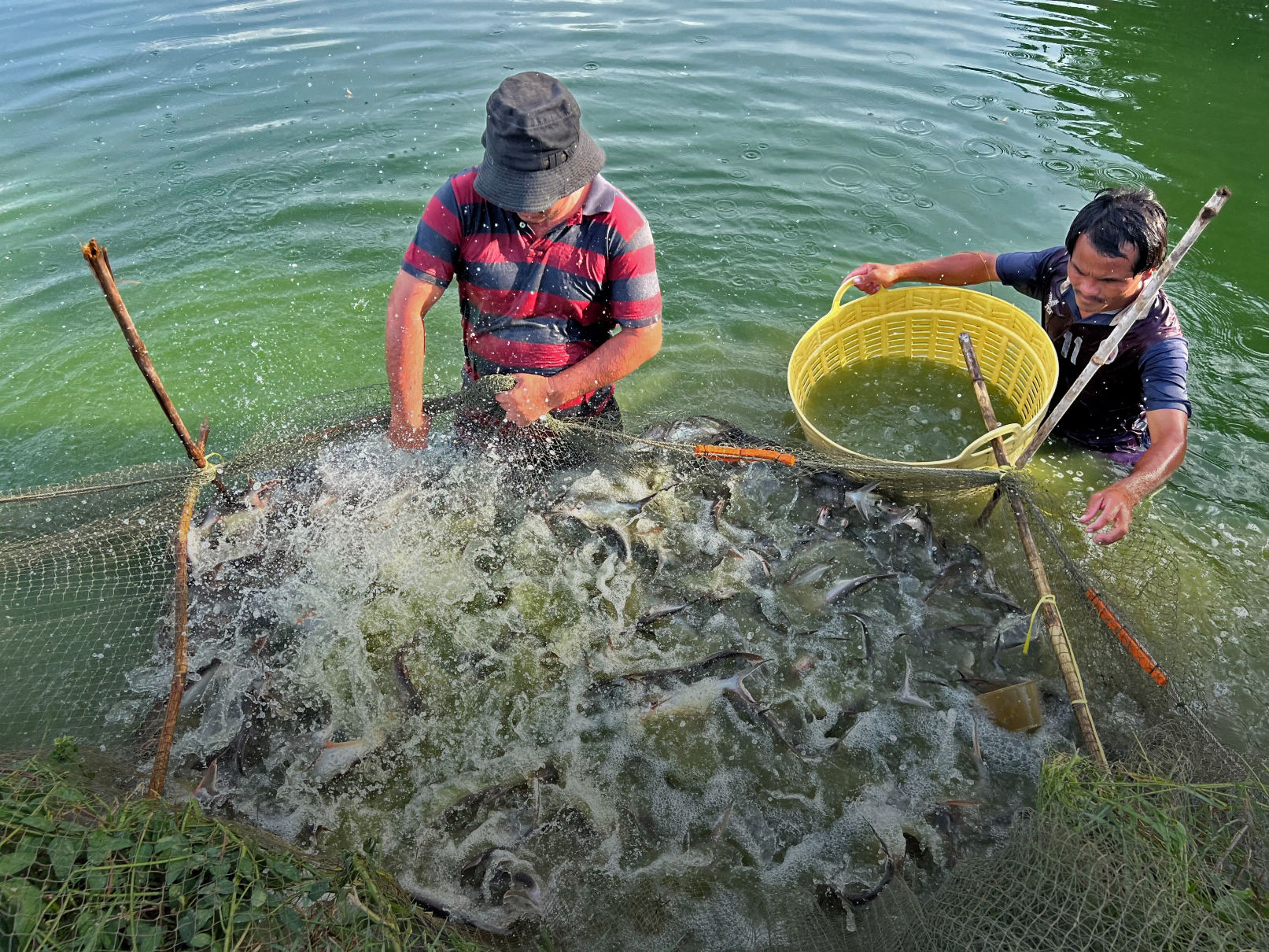 Strengthening Data-Driven Governance of Cambodia’s Aquaculture Sector through Integrated Information Systems
